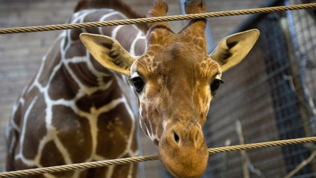 Bild der Giraffe Marius aus dem Kopenhagener Zoo Anfang Februar