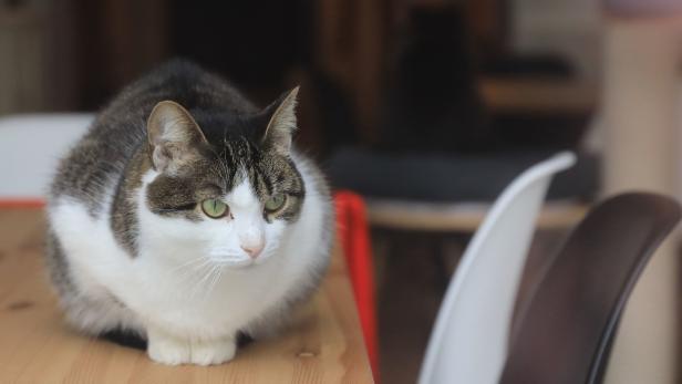 Studie zeigt, dass Katzen gerne in Quadraten sitzen
