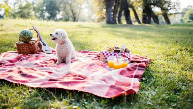 Raus in die Natur: Hier gibt es das beste Picknick-Service 