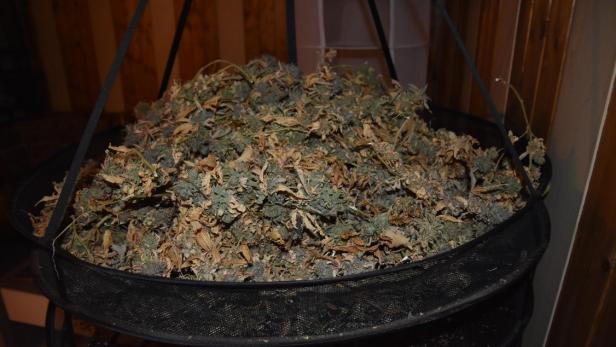 Plantage in Wien ausgehoben: Polizei findet fast 50 Kilo Cannabis