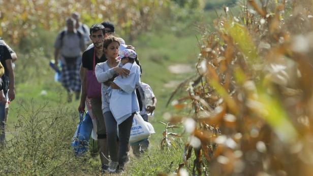 Eine Gruppe von Menschen geht durch ein Feld mit hohem Gras und Maispflanzen.