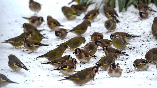 Vogelküken lernen an lauten Straßen schlechter singen