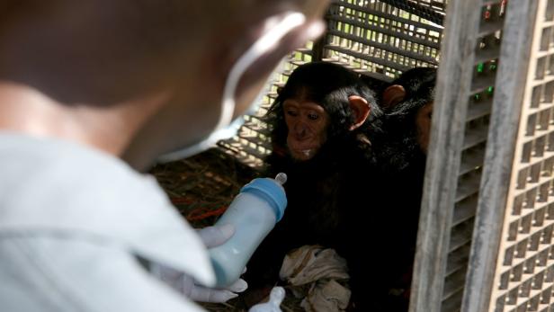 Durch Corona: Jetzt auch ein Engpass an Affen für die Forschung