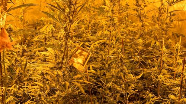Wien-Hernals: 670 Cannabispflanzen in Wohnung sichergestellt