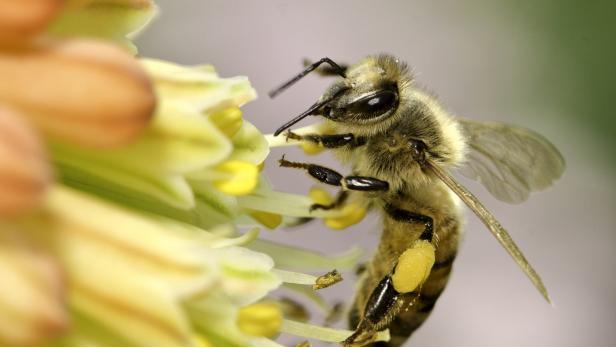 Summ, Summ: So machen Sie Ihren Garten bienenfreundlich 