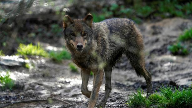 Wolf riss Rotwild im Tiroler Stubaital