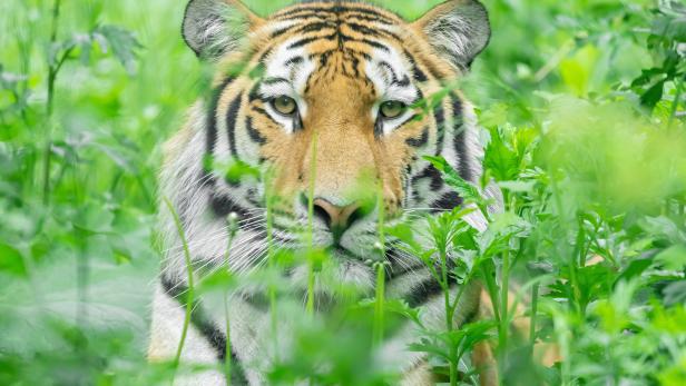 Neuer Bewohner: Tiger "Pepe" zog im Tiergarten Schönbrunn ein