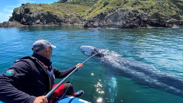 Verirrter Grauwal "Wally" stark geschwächt vor Mallorca aufgetaucht
