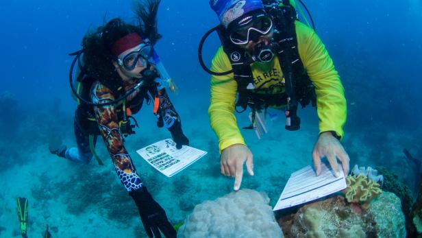 Great Barrier Reef: Im Tauchurlaub als Hobby-Forscher Korallen schützen