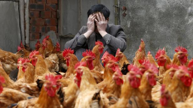 Ein Mann sitzt inmitten einer großen Gruppe Hühner und verdeckt sein Gesicht mit den Händen.