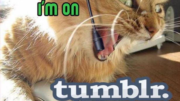 Eine Katze mit Headset „telefoniert“ und „surft“ auf Tumblr.