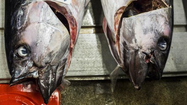 Thunfische leiden mit am meisten unter dem Sauerstoffmangel im Meer