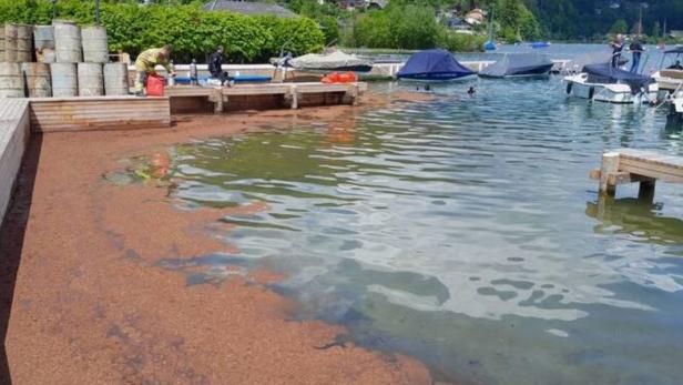 Ölalarm am Wolfgangsee Reinigungsaktion am Wolfgangsee endet mit Ölalarm