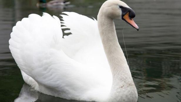 Unbekannte Mädchen quälten in Wels Schwan zu Tode