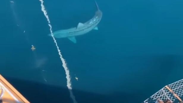 Virales Video: Gigantischer Hai erschreckt Urlauber auf Kreuzfahrtschiff