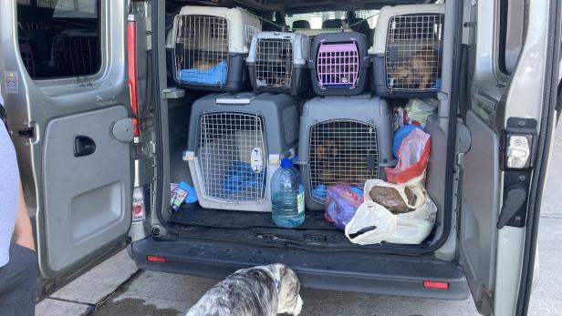 Neun Hunde im Kofferraum: Illegaler Transport in Nickelsdorf gestoppt