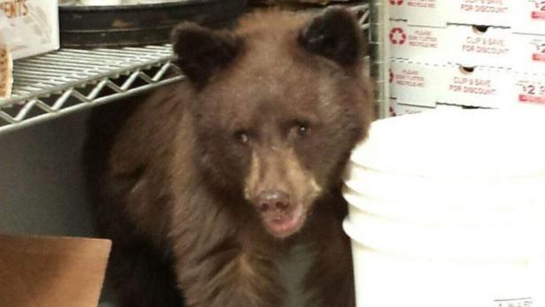 Ein junger Braunbär steht in einem Regal neben Eimern und Kartons.