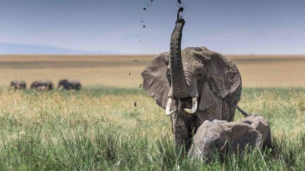 Elefantenrüssel als Mega-Staubsauger der Natur