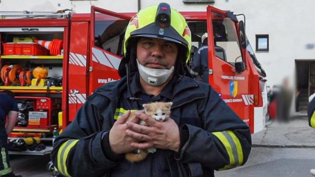 Brand in Ternitz forderte Schwerverletzten, 17 Katzen gerettet