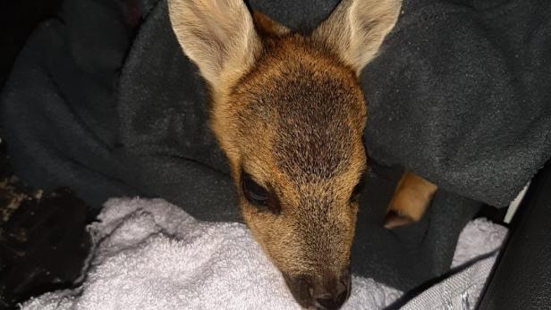 Tierschutzverein St. Pölten: Rehkitz "Bambi" im Wald gerettet