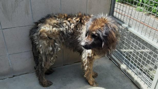 Tiertragödie in NÖ: Frau mussten zehn Hunde abgenommen werden