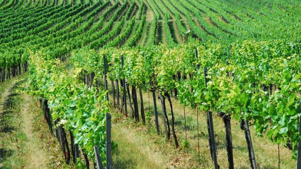 NÖ Wein wurde bisher von den regionalen Weinkomitees mit dem Österreich Wein Marketing vermarktet. Nun übernimmt das Land NÖ.