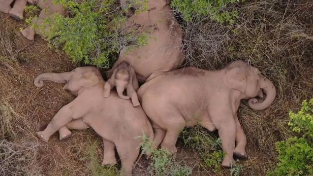 Elefantenherde in China musste wegen Nachzüglers Zwangspause einlegen