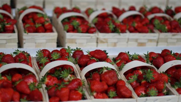 Die Ernte geht los: Erdbeerbauern sehen endlich rot