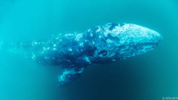 Ein Grauwal aus dem Nord-Pazifik wurde vor Namibia entdeckt