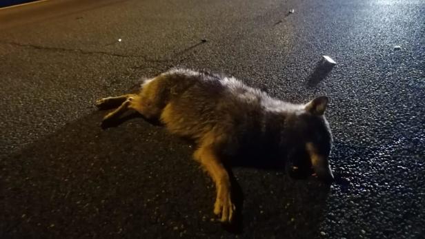 Wolf auf Autobahn: Pkw kollidierte mit Wildtier