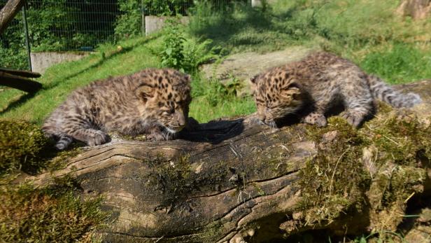 Herzige kleine Leoparden-Schwestern beim ersten Ausflug im Außengehege