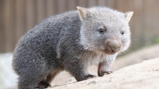 Neuartiger Roboter erforscht Wohnhöhlen von Wombats