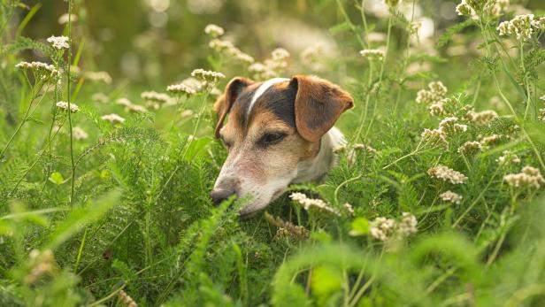 Gräserallergie verursacht bei Hunden oft Juckreiz.