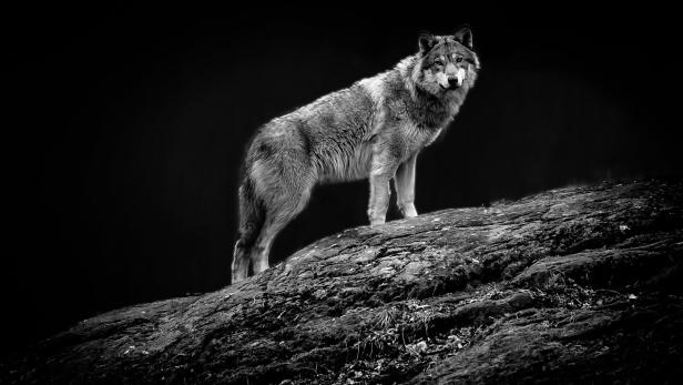 Salzburg: Passanten entdeckten Wolf in Nähe von Campingplatz