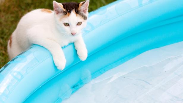 cat at pool