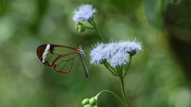 Wie Schmetterlinge ihre Flügel durchsichtig machen
