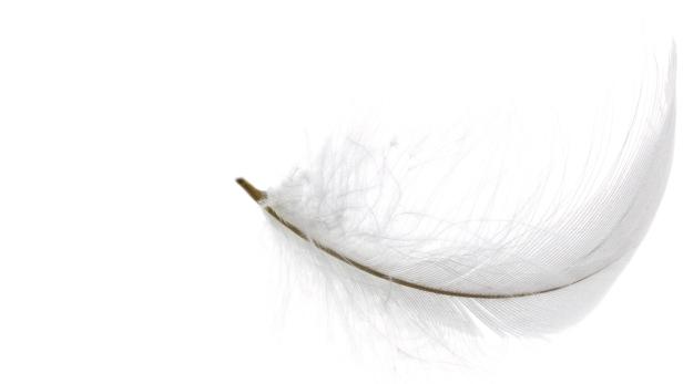 Eine einzelne, weiße Feder vor einem weißen Hintergrund.
