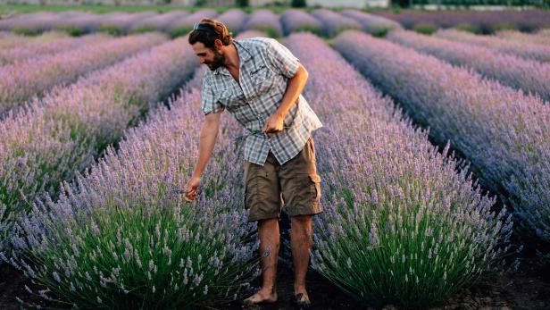 Mit dem Duftbauern durch die Lavendelfelder und andere Tipps rund ums Wochenende