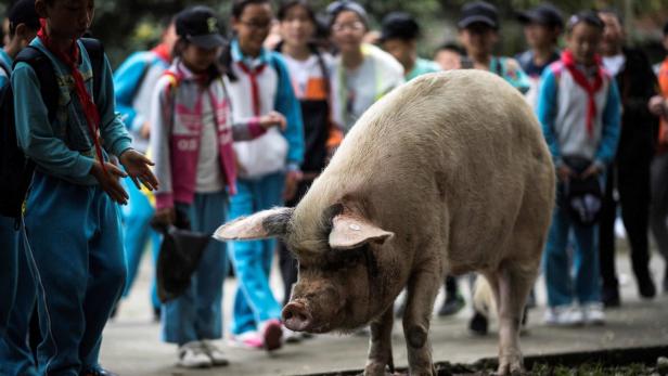 Ein Schwein stirbt - und China trauert