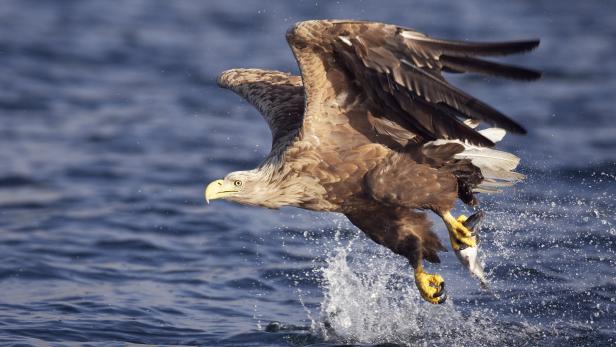 Warum die Seeadler in Österreich Aufwind spüren