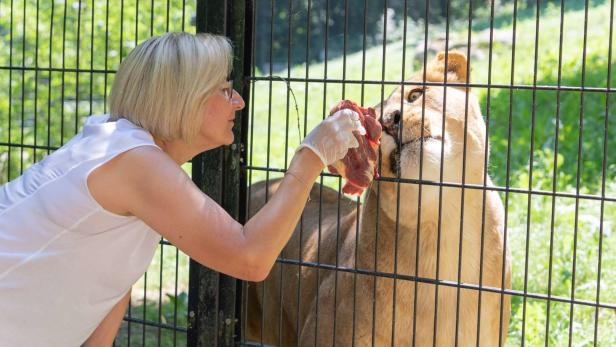 Mission Raubtierfütterung: Löwe frisst Landeschefin aus der Hand