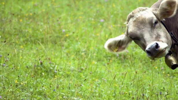 Viehhaltung: Weniger Tiere werden gehalten