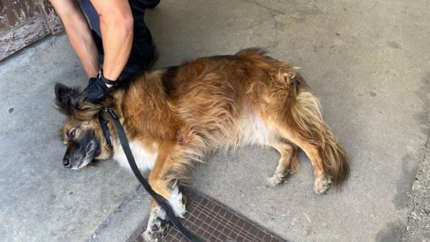Wien-Ottakring: Hund im heißen Auto fast gestorben
