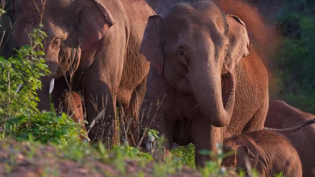 Die wilde Elefantenherde hat in China alle Rechte: Was sie bewogen hat, zu wandern, weiß niemand