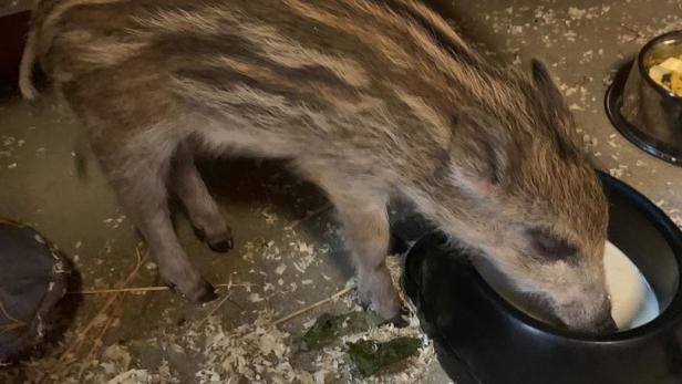 Wildschwein-Frischling "Obelix" konnte gerettet werden
