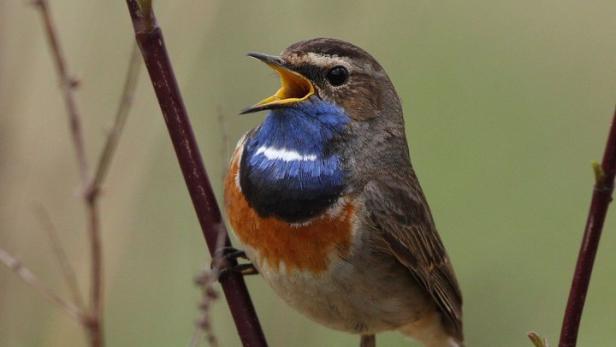 Nur noch 150 Brutpaare: Blaukehlchen in Österreich immer seltener