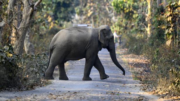 Animals and nature in Assam