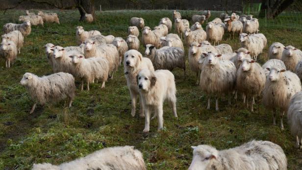 Bär soll mehrere Schafe im Tiroler Oberland gerissen haben