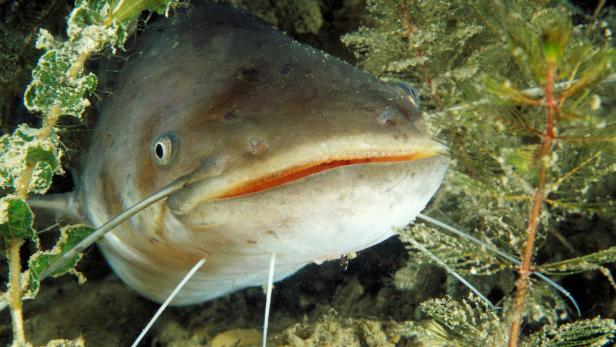 ARCHIVBILD: WELS WURDE ZUM "FISCH DES JAHRES 2018" GEWÄHLT