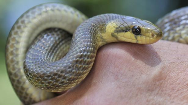 Eine junge Äskulapnatter windet sich am Donnerstag (08.07.2010) in der Nähe der Ortschaft Schlangenbad in der Hand eines Reptilienexperten. Im Umkreis von Schlangenbad liegt das größte von deutschlandweit nur vier bekannten Verbreitungsgebieten des bis zu zwei Meter langen, ungiftigen Tieres. Die Äskulapnatter gilt als seltenste Schlangenart Deutschlands. Mit Hilfe von genauen Felduntersuchungen wollen Wissenschaftler jetzt mehr über die Lebensweise der versteckt lebenden Lauerjäger erfahren. Foto: Boris Roessler dpa/lhe (zu dpa-KORR.: &quot;Selten und scheu: Deutschlands größte Schlangenart&quot; vom 17.08.2010) +++(c) dpa - Bildfunk+++